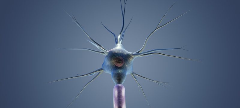 tickling神经科学机制示意图——大脑前扣带回和体感皮层的激活区域，蓝紫色调的神经网络可视化图像，科学风格清晰专业